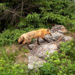 Renard roux marchant sur un rocher au milieu d'une végétation luxuriante à Rimouski, Canada.