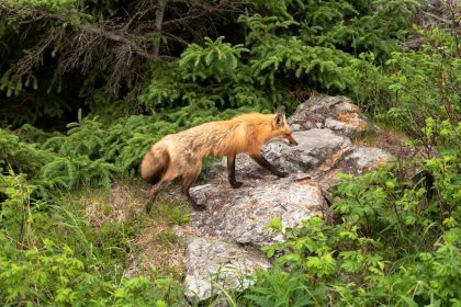 Renard roux marchant sur un rocher au milieu d'une végétation luxuriante à Rimouski, Canada.