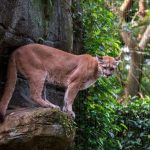 Un puissant puma se tient sur un rocher, se fondant dans son environnement verdoyant.