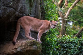 Un puissant puma se tient sur un rocher, se fondant dans son environnement verdoyant.